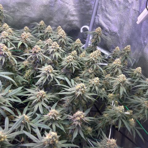 Fruity Pebbles 2.0 growlog timeline photo