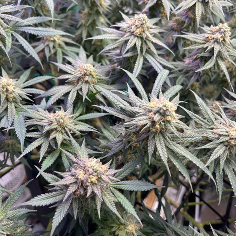 Fruity Pebbles 2.0 growlog timeline photo