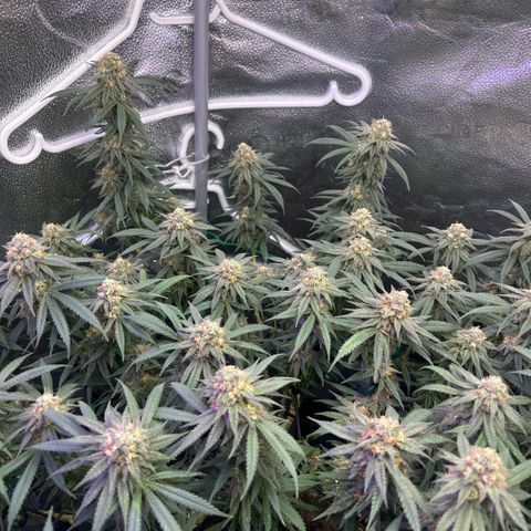 Fruity Pebbles 2.0 growlog timeline photo