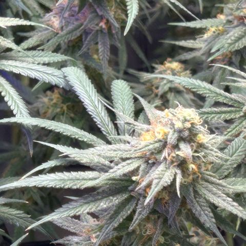 Fruity Pebbles 2.0 growlog timeline photo
