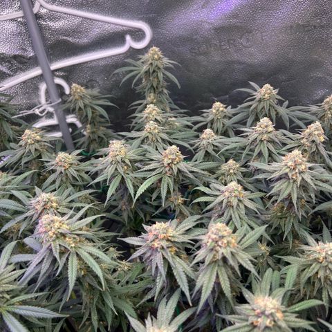 Fruity Pebbles 2.0 growlog timeline photo