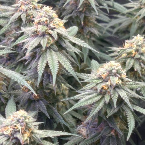 Fruity Pebbles 2.0 growlog timeline photo
