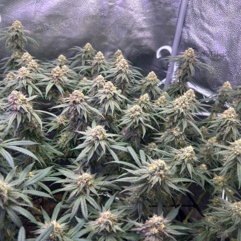 Fruity Pebbles 2.0 growlog timeline photo