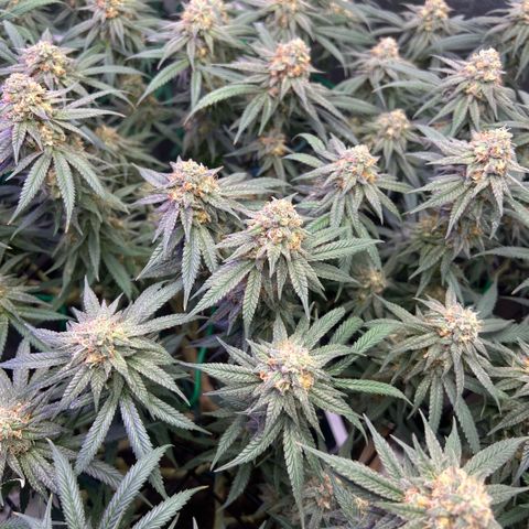 Fruity Pebbles 2.0 growlog timeline photo