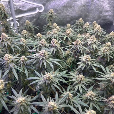 Fruity Pebbles 2.0 growlog timeline photo
