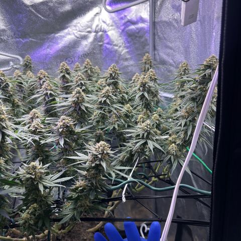 Fruity Pebbles 2.0 growlog timeline photo
