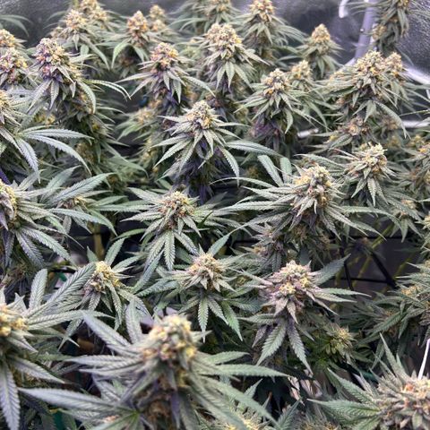 Fruity Pebbles 2.0 growlog timeline photo