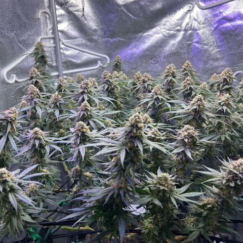 Fruity Pebbles 2.0 growlog timeline photo