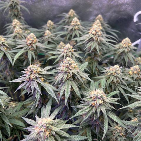Fruity Pebbles 2.0 growlog timeline photo