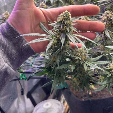 Fruity Pebbles 2.0 growlog timeline photo