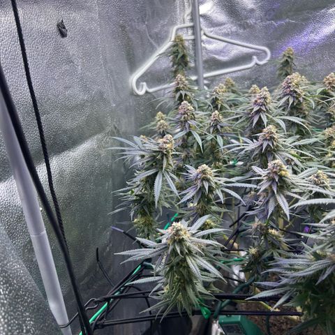 Fruity Pebbles 2.0 growlog timeline photo
