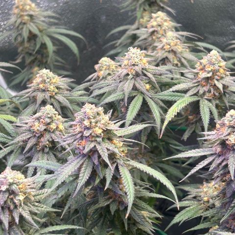 Fruity Pebbles 2.0 growlog timeline photo