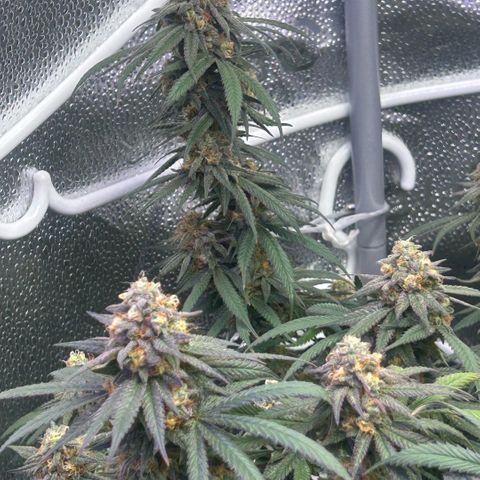Fruity Pebbles 2.0 growlog timeline photo