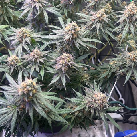 Fruity Pebbles 2.0 growlog timeline photo