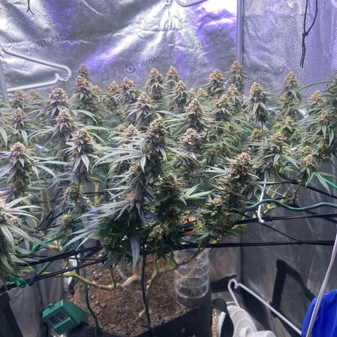 Fruity Pebbles 2.0 growlog timeline photo