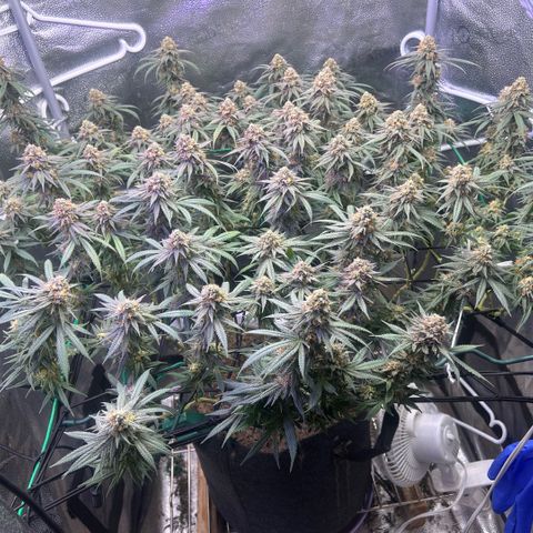 Fruity Pebbles 2.0 growlog timeline photo