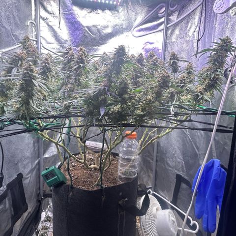 Fruity Pebbles 2.0 growlog timeline photo