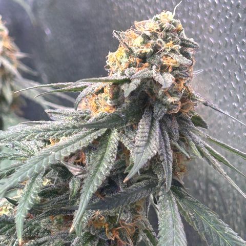 Fruity Pebbles 2.0 growlog timeline photo