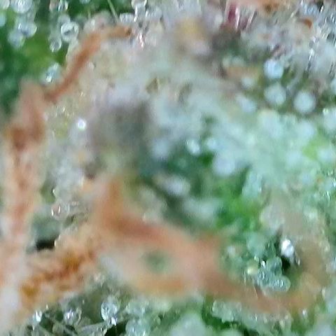 Fruity Pebbles 2.0 growlog timeline photo