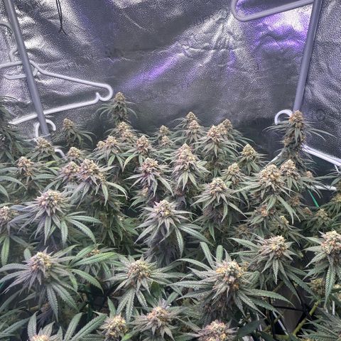 Fruity Pebbles 2.0 growlog timeline photo
