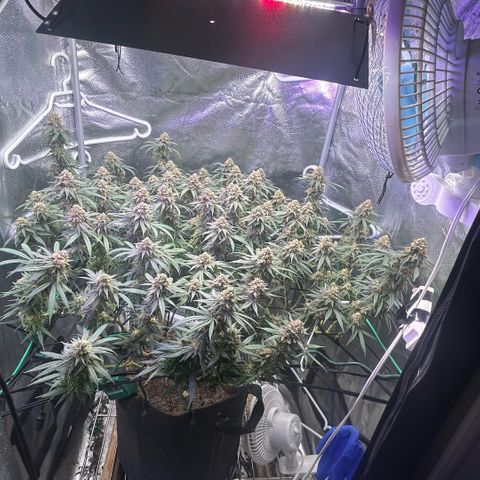 Fruity Pebbles 2.0 growlog timeline photo