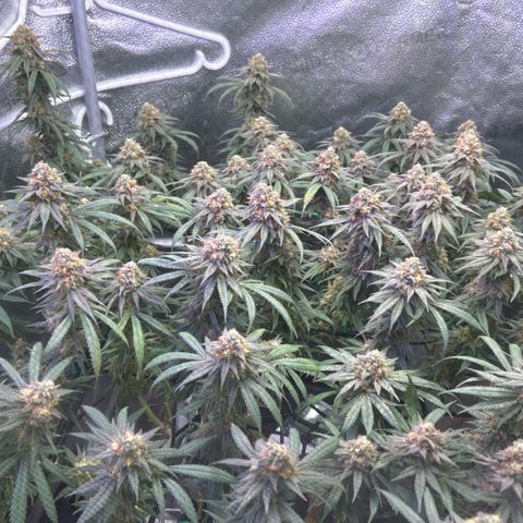 Fruity Pebbles 2.0 growlog timeline photo