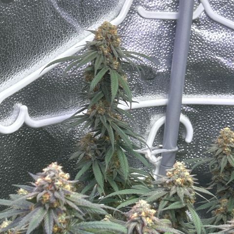 Fruity Pebbles 2.0 growlog timeline photo