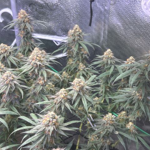 Fruity Pebbles 2.0 growlog timeline photo