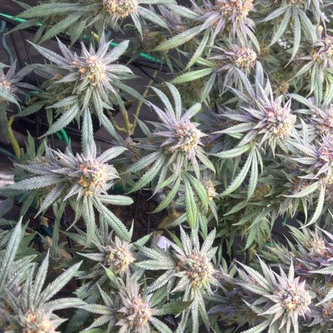Fruity Pebbles 2.0 growlog timeline photo