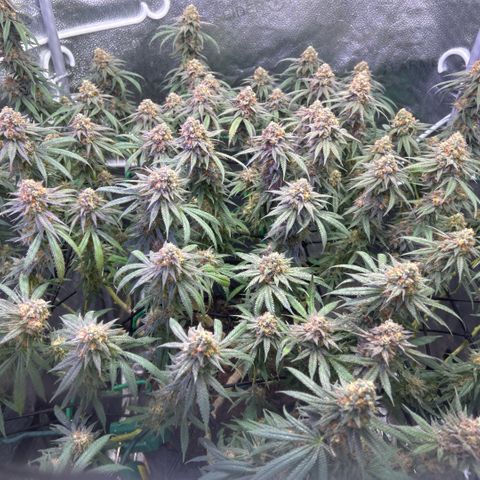 Fruity Pebbles 2.0 growlog photo: Phanse maturations 