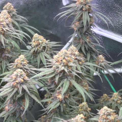 Fruity Pebbles 2.0 growlog photo: Phanse maturations 
