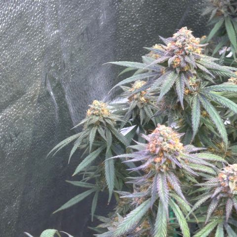 Fruity Pebbles 2.0 growlog photo: Phanse maturations 