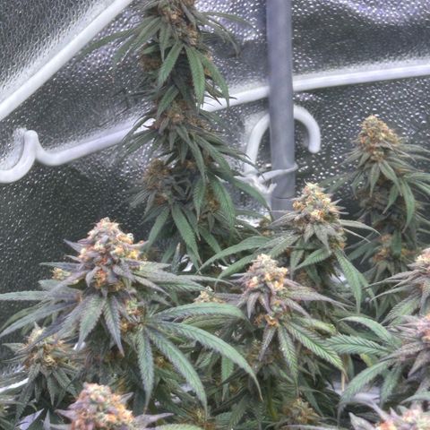 Fruity Pebbles 2.0 growlog photo: Phanse maturations 