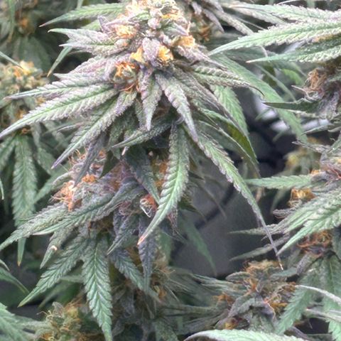 Fruity Pebbles 2.0 growlog photo: Phanse maturations 