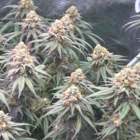 Fruity Pebbles 2.0 growlog photo: Phanse maturations 