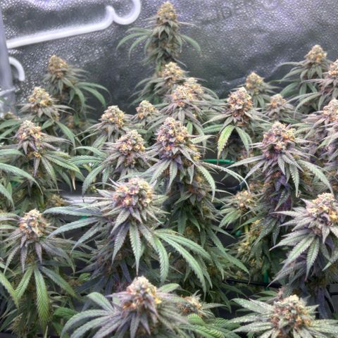 Fruity Pebbles 2.0 growlog photo: Phanse maturations 