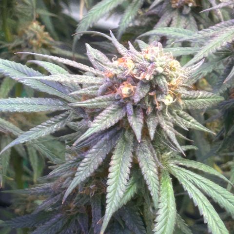 Fruity Pebbles 2.0 growlog photo: Phanse maturations 