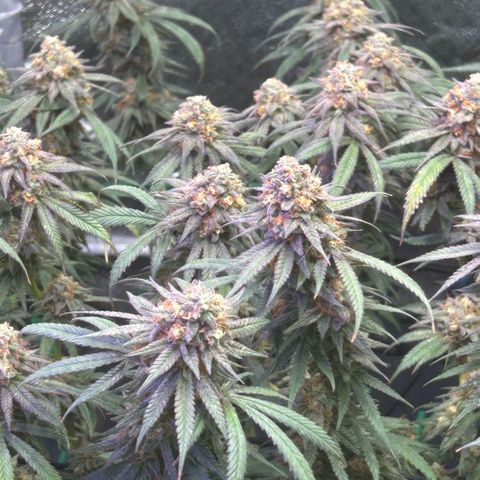 Fruity Pebbles 2.0 growlog photo: Phanse maturations 