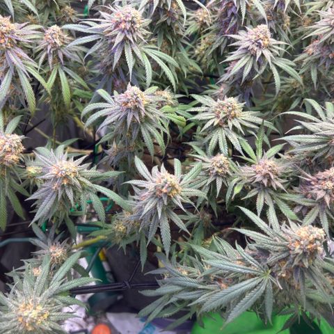 Fruity Pebbles 2.0 growlog photo: Phanse maturations 