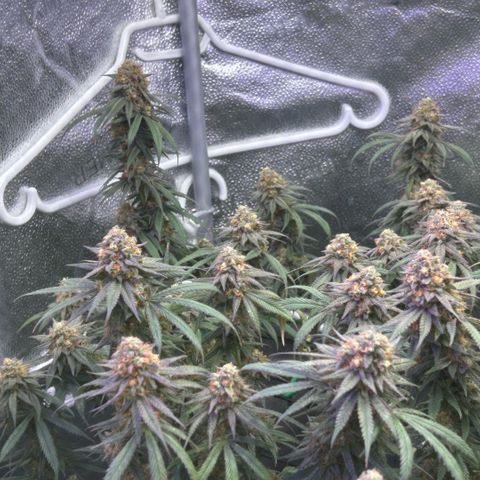 Fruity Pebbles 2.0 growlog photo: Phanse maturations 