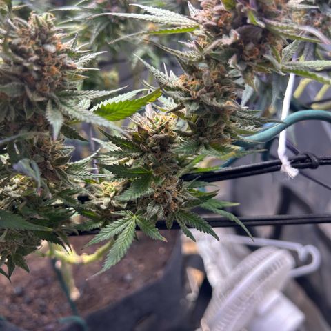 Fruity Pebbles 2.0 growlog timeline photo