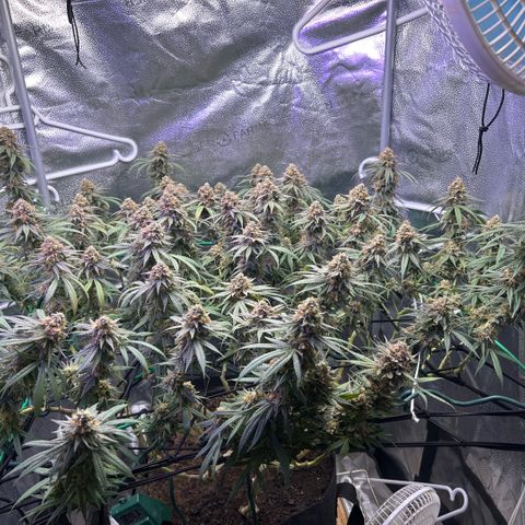 Fruity Pebbles 2.0 growlog timeline photo
