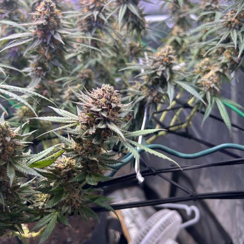 Fruity Pebbles 2.0 growlog timeline photo