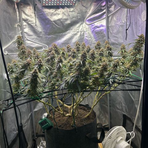 Fruity Pebbles 2.0 growlog timeline photo