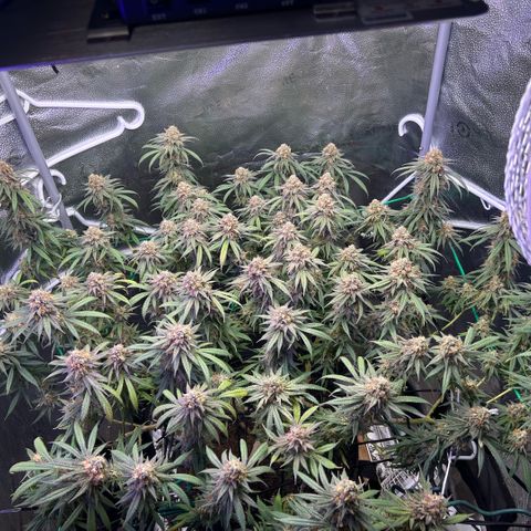 Fruity Pebbles 2.0 growlog timeline photo