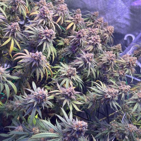 Fruity Pebbles 2.0 growlog timeline photo