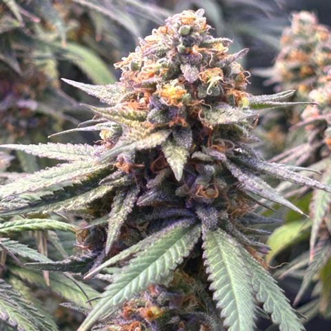 Fruity Pebbles 2.0 growlog timeline photo