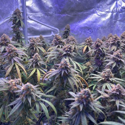 Fruity Pebbles 2.0 growlog timeline photo