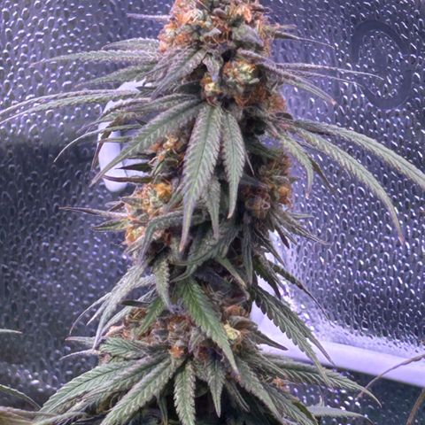 Fruity Pebbles 2.0 growlog timeline photo