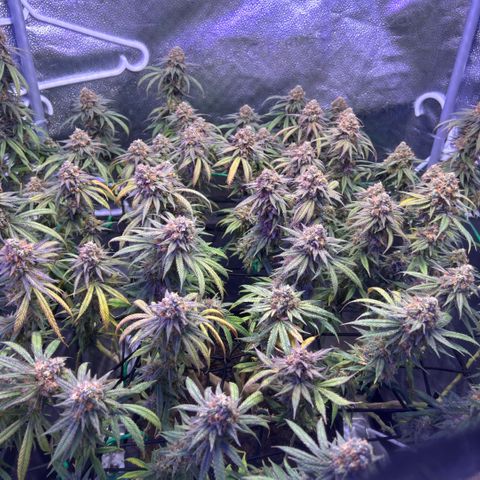 Fruity Pebbles 2.0 growlog timeline photo